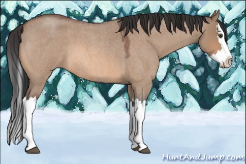 Horse Color:Brown Roan Dun Splash