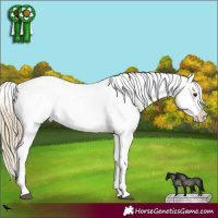 Horse Color:Red Dun Appaloosa 