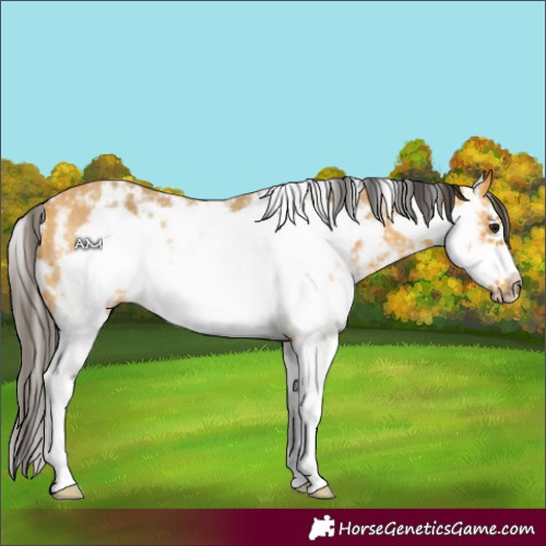 Horse Color:Buckskin Sabino Frame Rabicano 