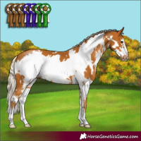 Horse Color:White Spotted Palomino Sabino Frame