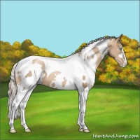 Horse Color:White Spotted Chocolate Palomino Pearl Tobiano 