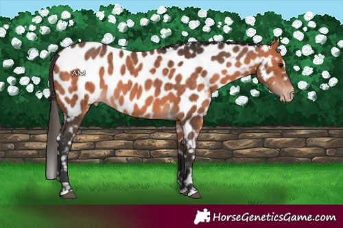 Horse Color:Bay Appaloosa 