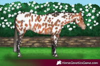 Horse Color:Bay Appaloosa