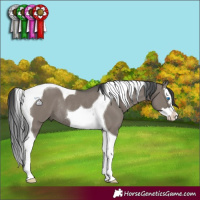 Horse Color:Grullo Splash Tobiano Rabicano