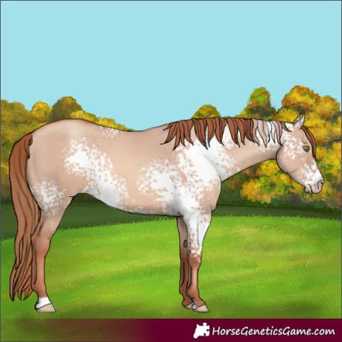 Horse Color:White Spotted Gold Champagne Dun