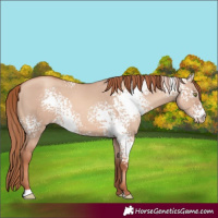Horse Color:White Spotted Gold Champagne Dun 