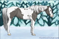 Horse Color:Grullo Splash Tobiano Rabicano 