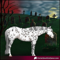 Horse Color:Platinum Brown Appaloosa 