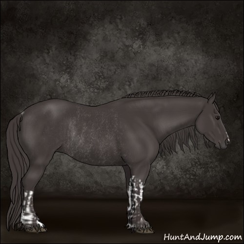 Horse Color:Smoky Black  and Smoky Black Rabicano 