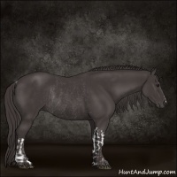 Horse Color:Smoky Black  and Smoky Black Rabicano 
