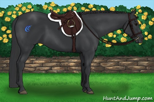 Horse Color:Black 