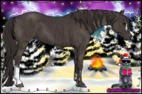 Horse Color:Smoky Black and Smoky Black