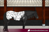 Horse Color:Gray Black Appaloosa 