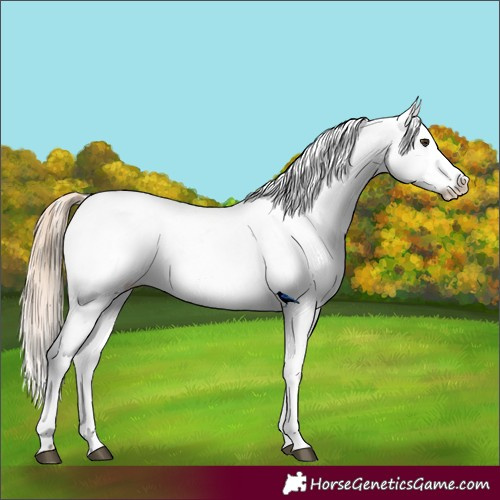 Horse Color:Red Dun Near Leopard  and Red Dun Near Leopard 