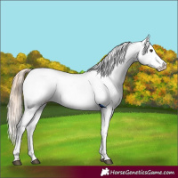 Horse Color:Red Dun Near Leopard  and Red Dun Near Leopard 