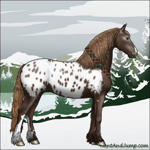 Horse Color:Gray Chestnut Appaloosa