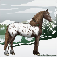 Horse Color:Gray Chestnut Appaloosa 