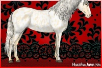 Horse Color:Palomino Dun Appaloosa  and Palomino Roan Dun Appaloosa 