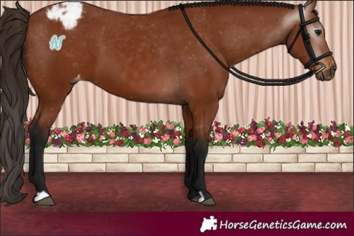 Horse Color:Gray Bay Appaloosa 