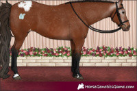 Horse Color:Gray Bay Appaloosa 