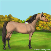 Horse Color:Bay Dun