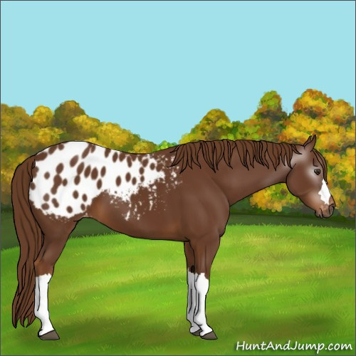 Horse Color:Gray Chestnut Appaloosa 