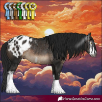 Horse Color:Gray Brown Sabino Blanket Rabicano