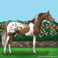 Horse Color:Gray Chestnut Tobiano Appaloosa