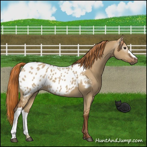 Horse Color:Gray Red Dun Appaloosa 