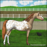 Horse Color:Gray Red Dun Appaloosa 