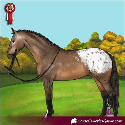 Horse Color:Gray Bay Dun Appaloosa 