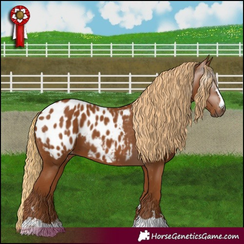 Horse Color:Gray Chestnut Appaloosa 