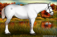 Horse Color:Gray White Spotted Liver Chestnut
