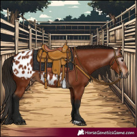 Horse Color:Gray Bay Appaloosa 