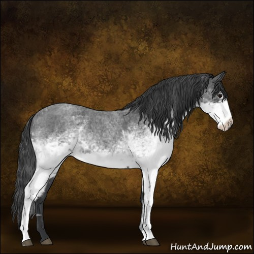 Horse Color:White Spotted Blue Roan