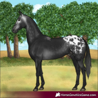 Horse Color:Gray Black Appaloosa 