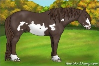 Horse Color:Liver Chestnut Frame 