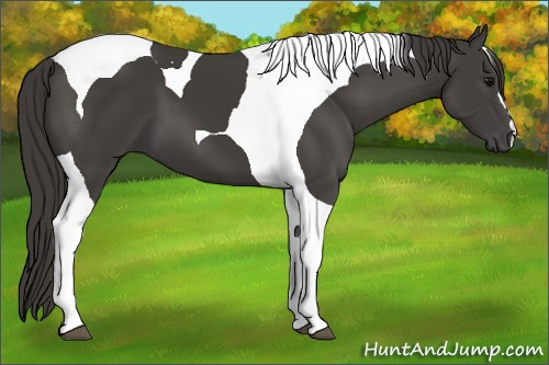 Horse Color:Smoky Black Tobiano