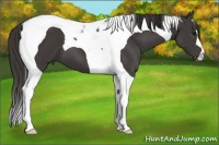 Horse Color:Smoky Black Tobiano 