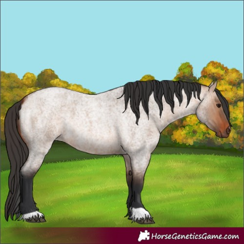 Horse Color:Bay Roan Dun 