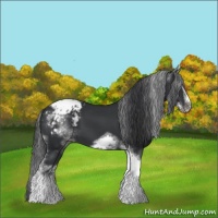 Horse Color:White Spotted Black Splash Tobiano Frame Appaloosa 