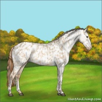 Horse Color:Red Dun Near Leopard  and Red Dun Blanket 