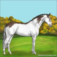 Horse Color:Bay Splash Frame 