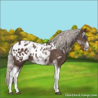 Horse Color:White Spotted Silver Black Splash Tobiano Frame Appaloosa 