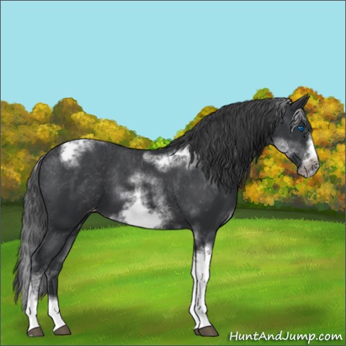 Horse Color:White Spotted Black Splash Tobiano Frame Varnish