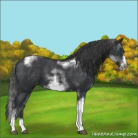 Horse Color:White Spotted Black Splash Tobiano Frame Varnish 