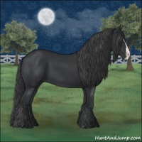 Horse Color:Black  and Black Splash 