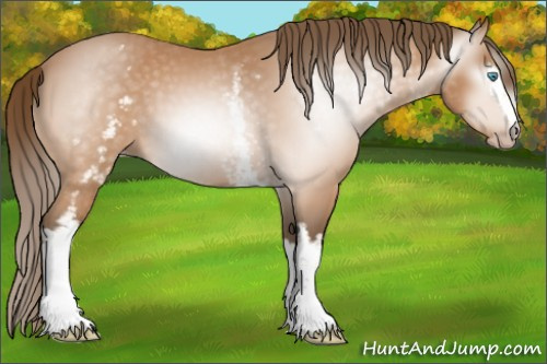 Horse Color:Gray White Spotted Perlino 