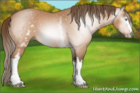 Horse Color:Gray White Spotted Perlino