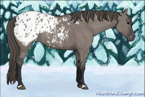 Horse Color:Grullo Appaloosa